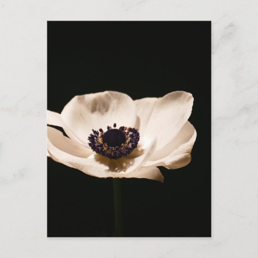 Anemoonbloem Briefkaart (Voorkant)