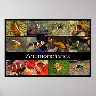 Anemoonvissen / Clownvissen Poster