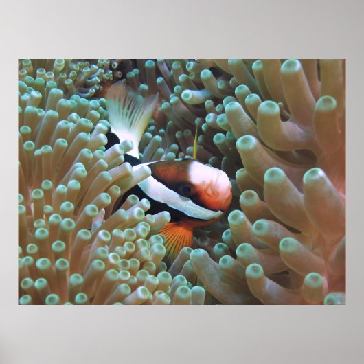 Anenomefish at Home Poster (Voorkant)