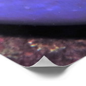 Anenomefish in Anenome Poster (Hoek)