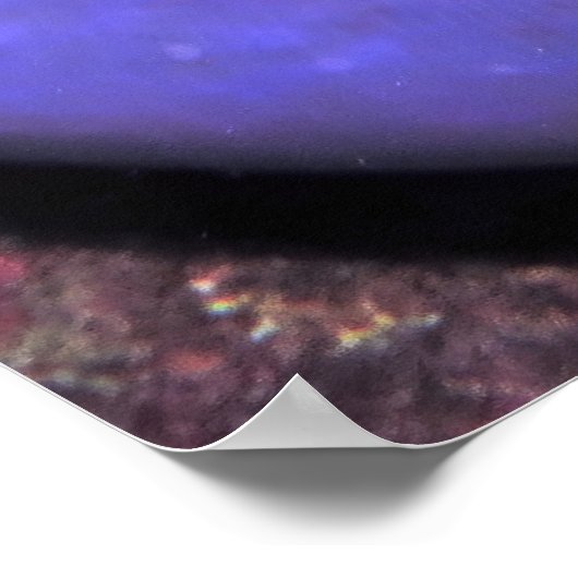 Anenomefish in Anenome Poster (Hoek)