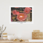 Anenomes Poster (Keuken)