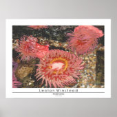 Anenomes Poster (Voorkant)