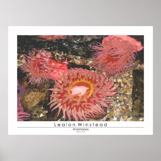 Anenomes Poster (Voorkant)