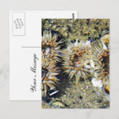 Anenomes Tidepools Sand Briefkaart (Voorkant / Achterkant)