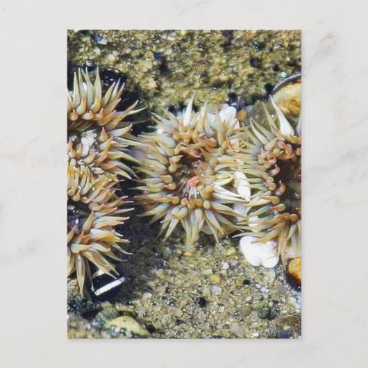 Anenomes Tidepools Sand Briefkaart (Voorkant)