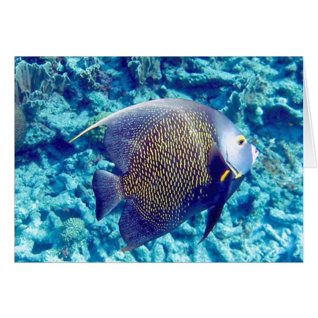 Angel (Voorkant Horizontaal)