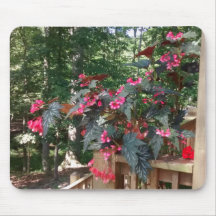 Angel Begonia met Bossen op achtergrond