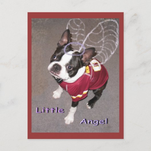 Angel Boston Terrior Briefkaart (Voorkant)