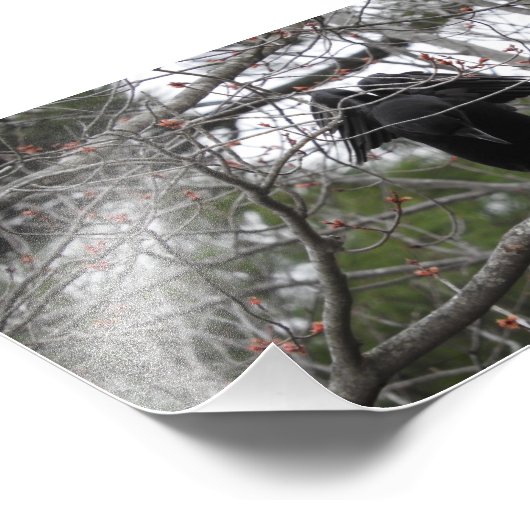 Angel Crow-foto Foto Afdruk (Hoek)