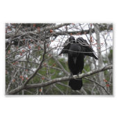 Angel Crow-foto Foto Afdruk (Voorkant)