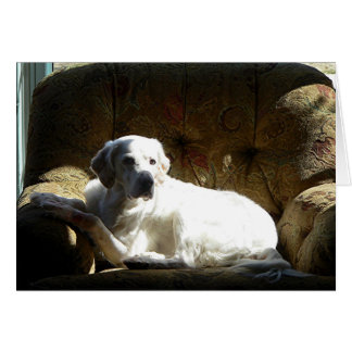 Angel English Setter