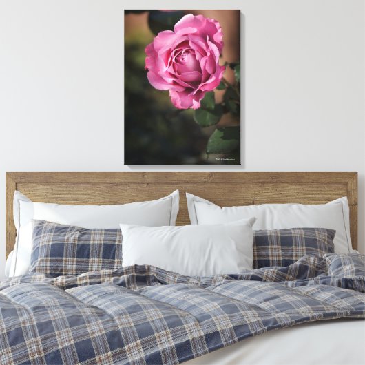 Angel Face Roos Canvas Afdruk (Insitu (Slaapkamer))