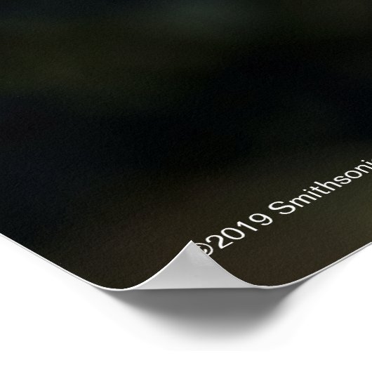 Angel Face Roos Poster (Hoek)