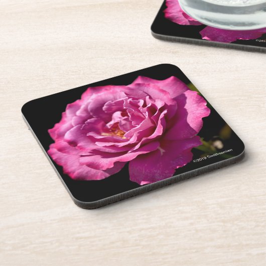 Angel Face Roos Up-Close Bier Onderzetter (Linkerzijde)