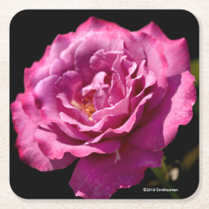 Angel Face Roos Up-Close Kartonnen Onderzetters