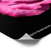 Angel Face Roos Up-Close Poster (Hoek)