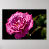 Angel Face Roos Up-Close Poster (Voorkant)