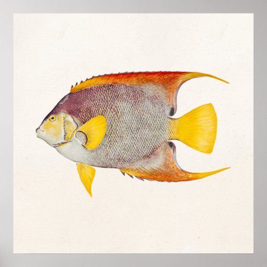 Angel Fish Antiek Hawaiian Print Sjabloon (Voorkant)