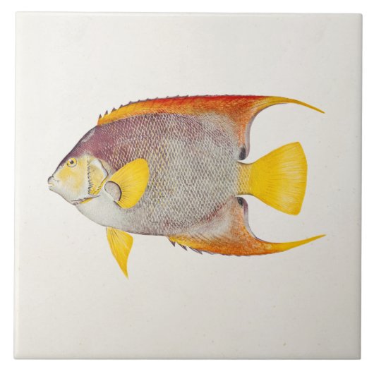  Angel Fish Antiek Hawaiian Print Sjabloon Tegeltje (Voorkant)