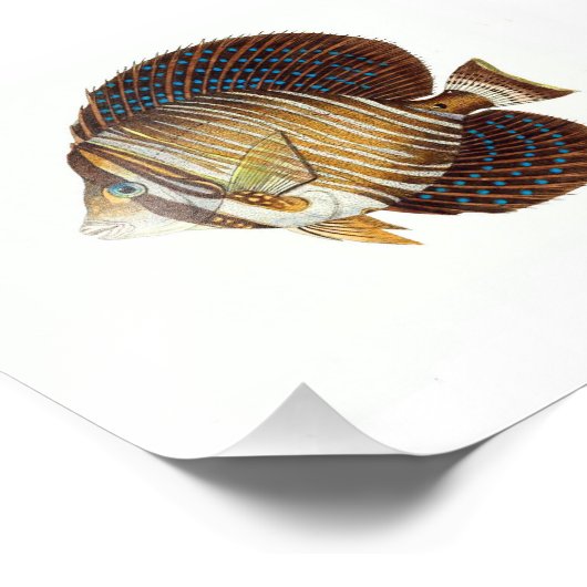 Angel Fish Beach Nautical Ocean Bathroom Foto Afdruk (Hoek)