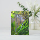 Angel Fish Briefkaart (Staand voorkant)