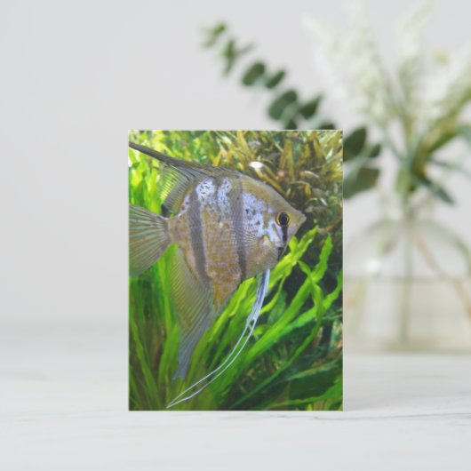 Angel Fish Briefkaart (Staand voorkant)