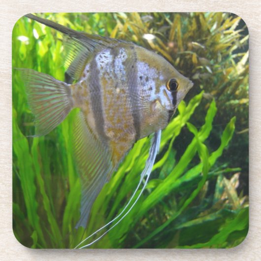 Angel Fish Drankjes Onderzetter (Voorkant)