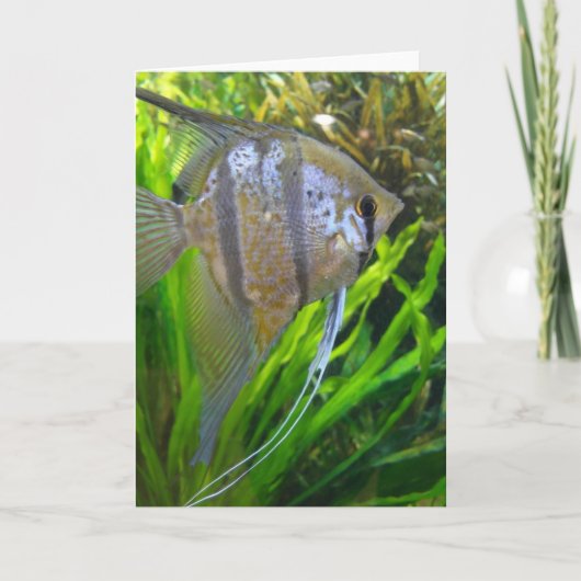 Angel Fish Kaart (Voorkant)