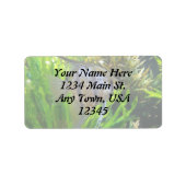 Angel Fish Label (Voorkant)