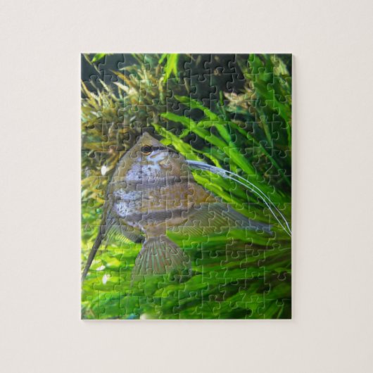 Angel FIsh Legpuzzel (Verticaal)