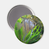 Angel Fish Magneet (Voorkant / Achterkant)