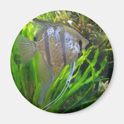 Angel Fish Magneet (Voorkant)