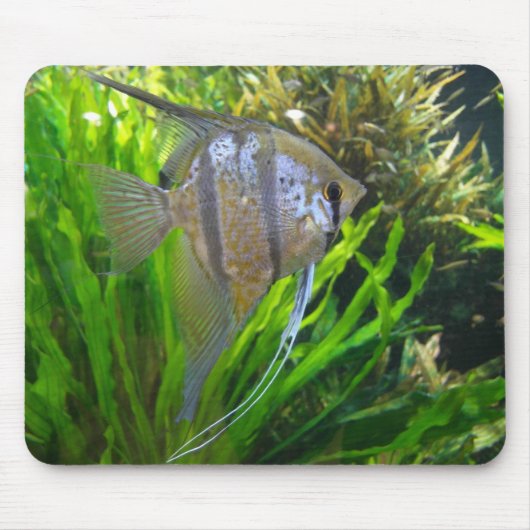 Angel Fish Mousepad Muismat (Voorkant)