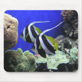 Angel Fish Muismat
