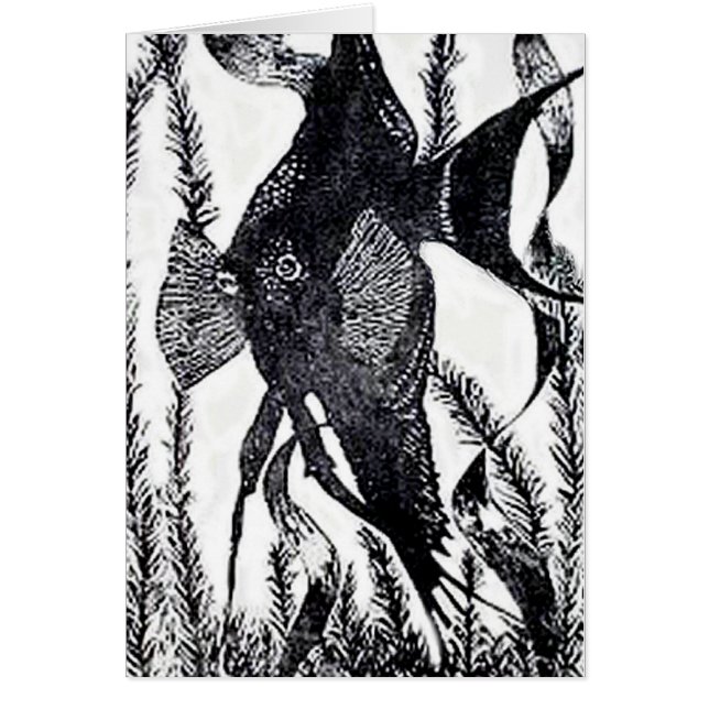 Angel Fish Post Card (Voorkant)