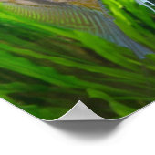 Angel Fish Poster (Hoek)