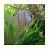 Angel Fish Tegeltje (Voorkant)