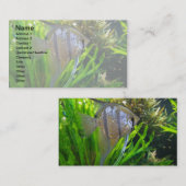 Angel Fish Visitekaartje (Voorkant / Achterkant)