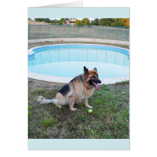 Angel-hond zit met een bal (Voorkant)