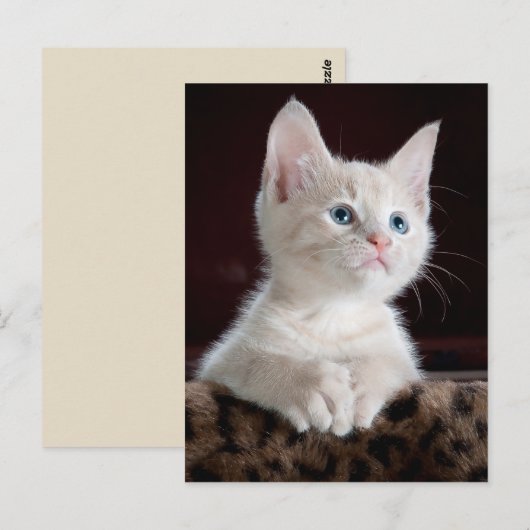 angel kitten-briefkaart briefkaart (Voorkant / Achterkant)