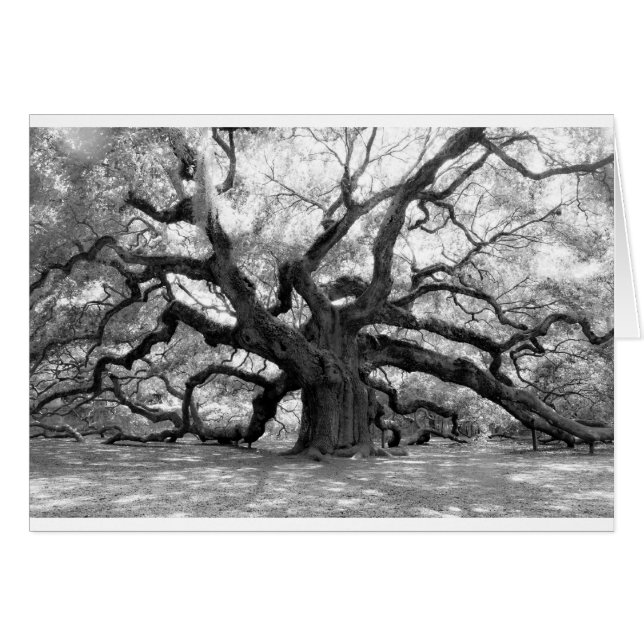Angel Oak (Voorkant Horizontaal)