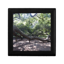 Angel Oak-boomledematen