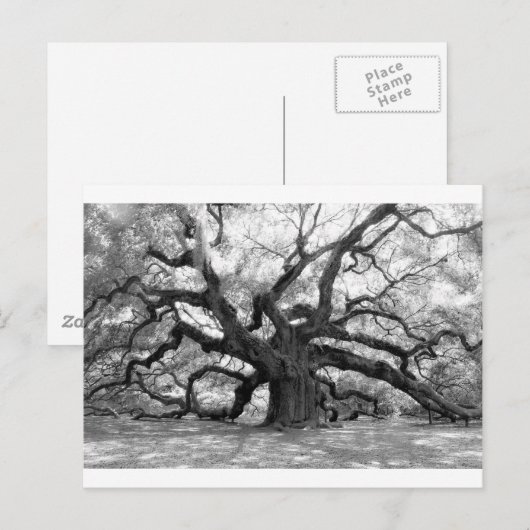 Angel Oak Briefkaart (Voorkant / Achterkant)