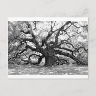 Angel Oak Briefkaart