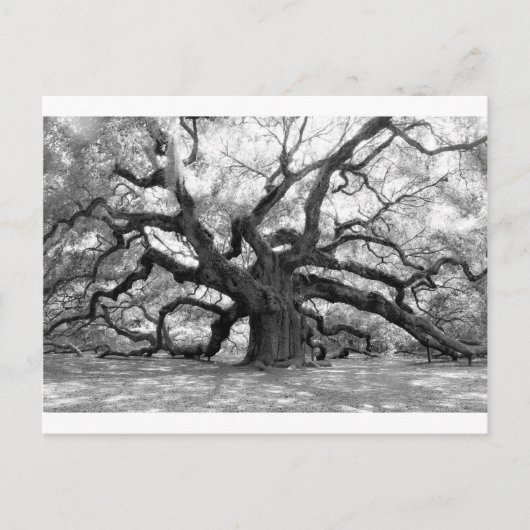 Angel Oak Briefkaart (Voorkant)