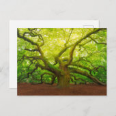 Angel Oak Briefkaart (Voorkant / Achterkant)