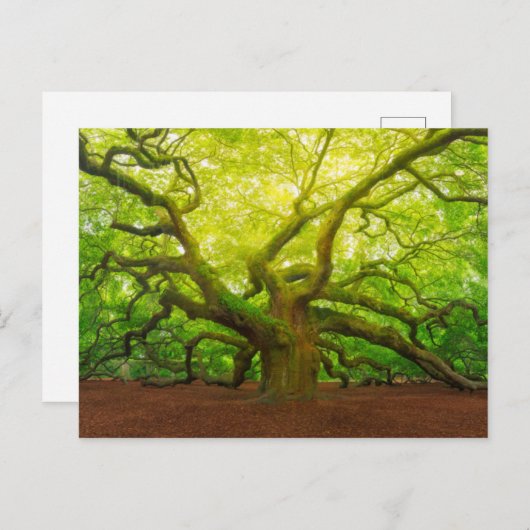 Angel Oak Briefkaart (Voorkant / Achterkant)