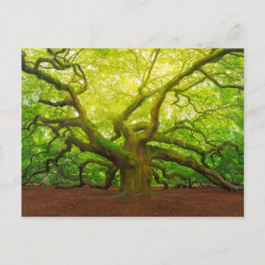 Angel Oak Briefkaart (Voorkant)