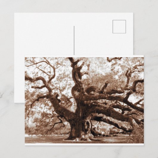 Angel Oak Briefkaart (Voorkant / Achterkant)